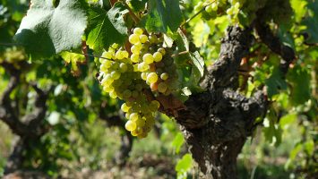 Domaine Mosny vin de Montlouis